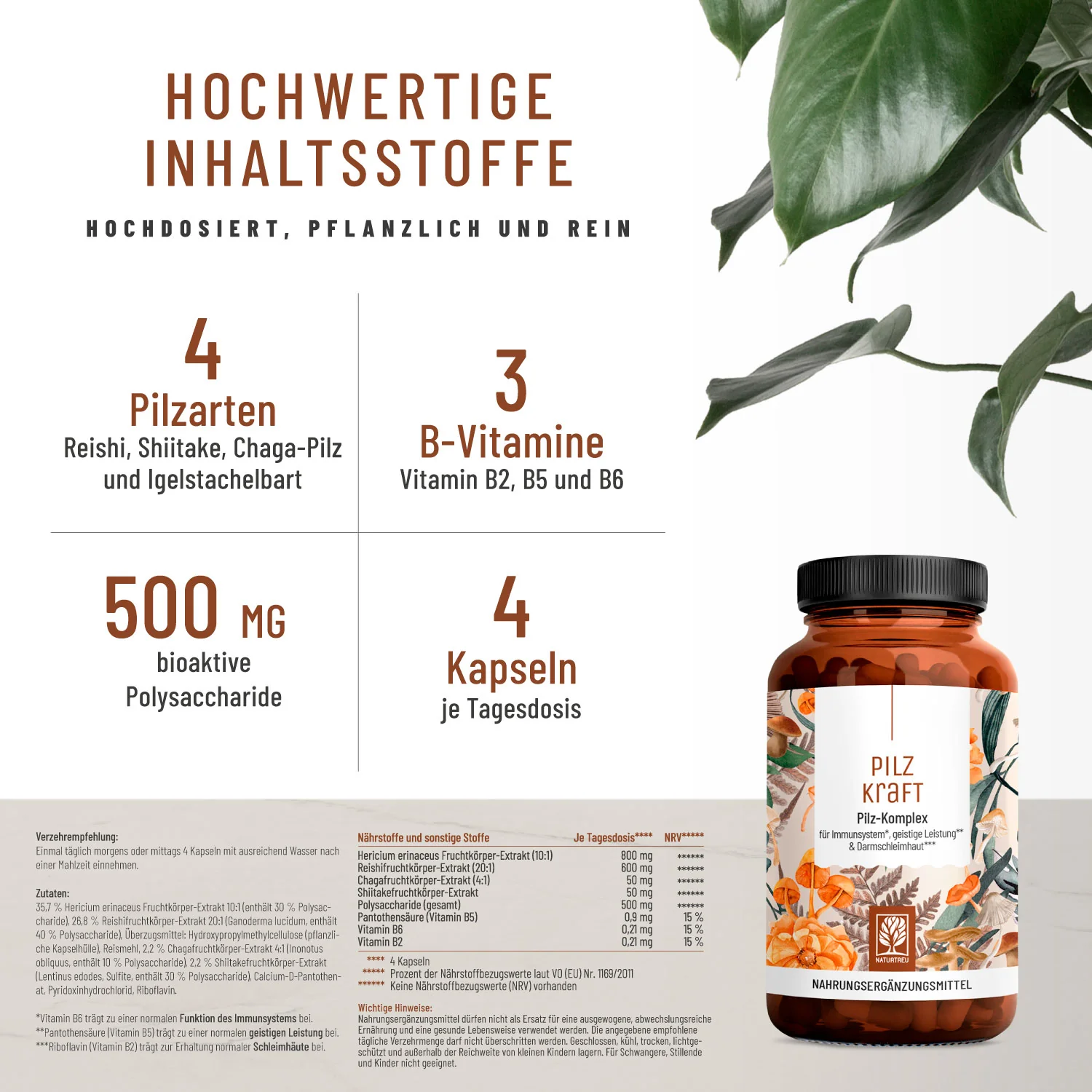Pilzkraft: Reishi, Shiitake, Chaga & Löwenmähne - Image 3
